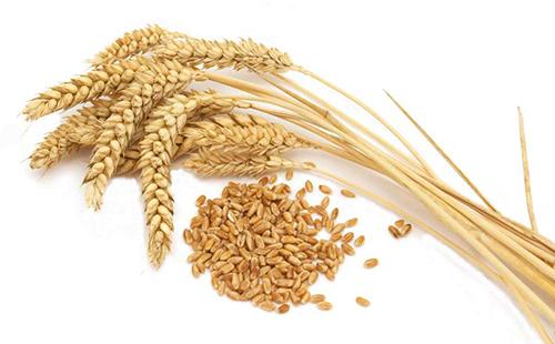 الشوفان في الحبوب والأذنين الذهبية من الذرة