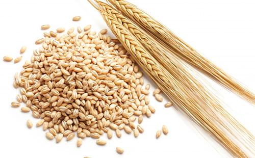 Ang Barley ay ginawa mula sa napiling barley
