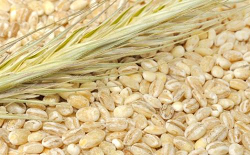 Ечемичен шип на зърнени култури