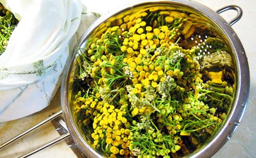 Tansy voor infusie