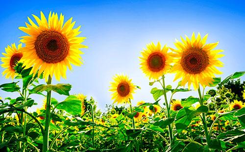 Mga Sunflowers