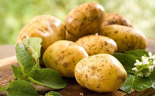 Kartoffelknollen auf dem Tisch