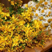 Tuoksuva keltainen hunajakasvi