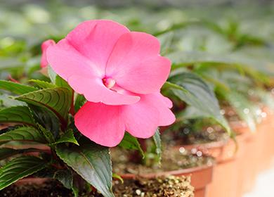Fiore rosa termofilo