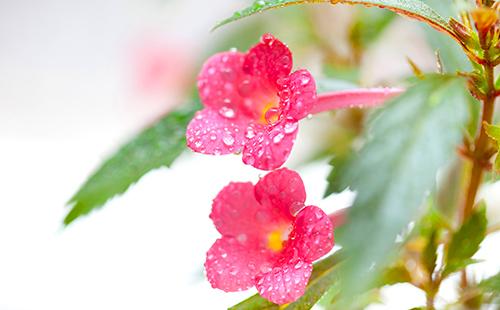 Mga bulaklak na may mga dewdrops sa mga petals