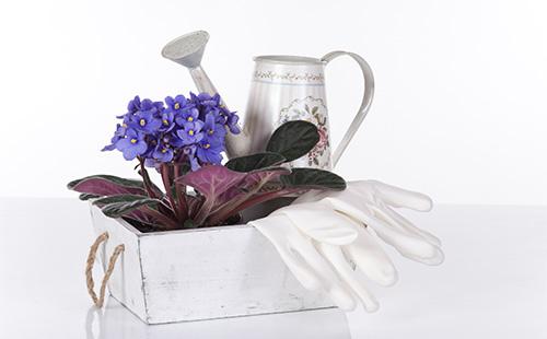 Vaso di fiori con violetta e annaffiatoio