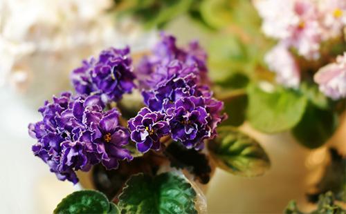 Lila Frottee violett