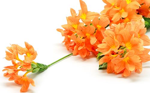 Borstel van oranje bloemen op een witte achtergrond