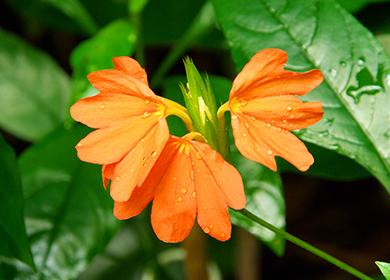 Oranžinė atogrąžų gėlė