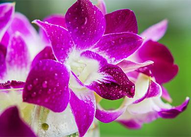 Dendrobium d’orquídies