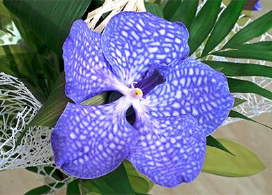 Kék orchidea virág