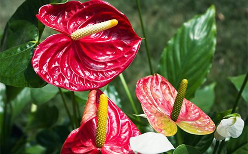 Punainen Anthurium kukat