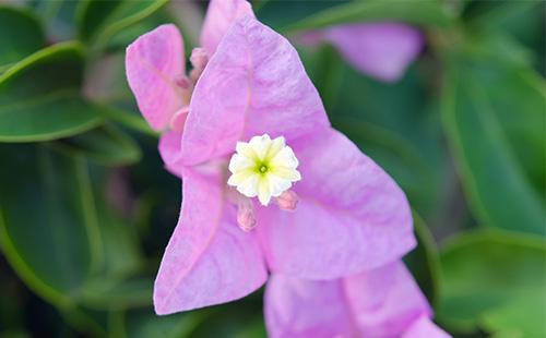 Fiore di bouganville viola