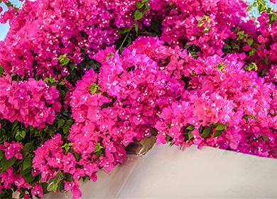 Розови цветя Бугенвиля
