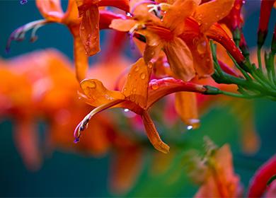 Fiori di eschinanthus
