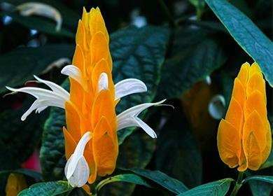زهرة pachistachis الأصفر