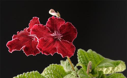 Burgundin streptokarpuksen kukka