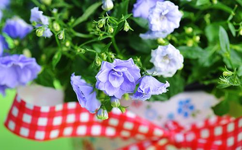 Flors de color blau