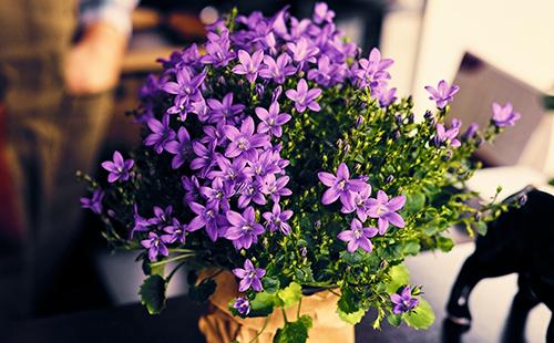 Violetit kukat potissa