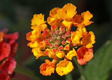 Lantana-kukka