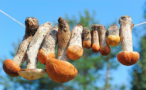 Pilze werden an einer Schnur getrocknet