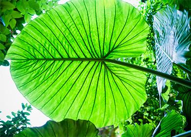 Алоказия - големи зелени листа