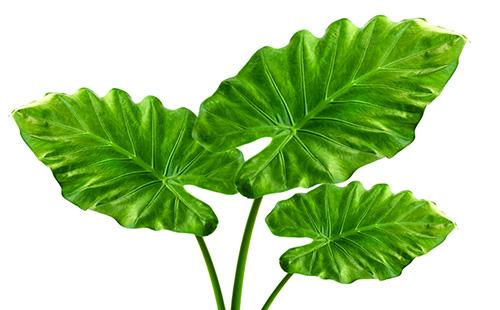 Алоказия - зелени листа
