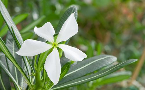 Pachypodium Blume