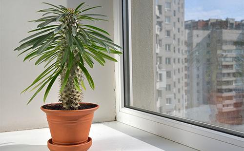 Pachypodium dans un pot sur le rebord de la fenêtre