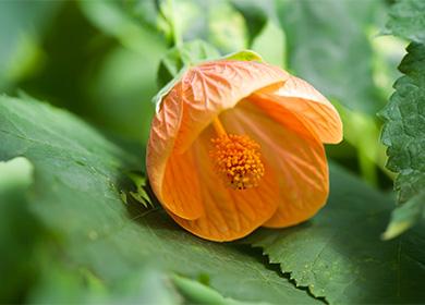 Abutilon Blume