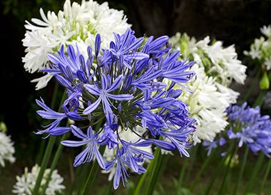 Sininen ja valkoinen kukkii