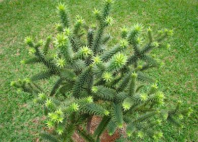 Araucaria coniferous plant