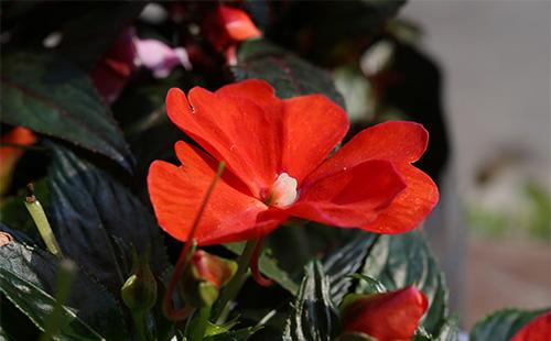 Червено балсамово цвете