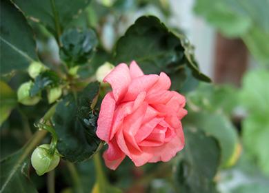 Розово балсамово цвете