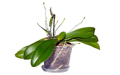 Orchideenvermehrung