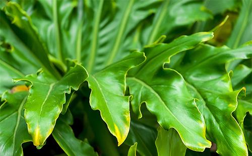 Zelené listy filodendronu