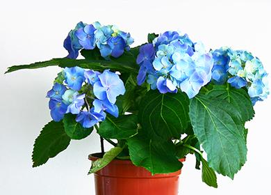 Velké modré květy hortenzie