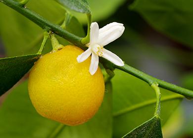 زهرة بيضاء وفاكهة ناضجة على غصين