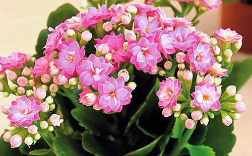 Rosa Kalanchoe-Blumenblumenblätter