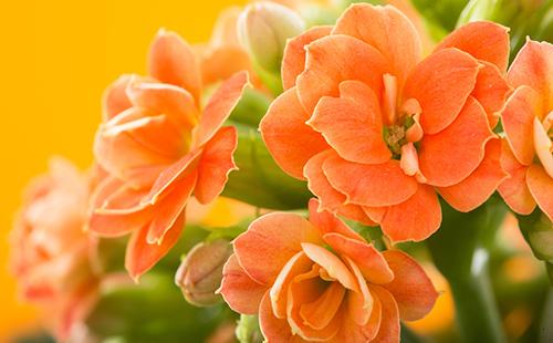 Blumen eines Hausarztes auf einem orange Hintergrund