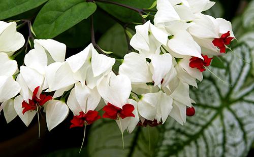 Valkoinen punaisilla kukat karrodendrum