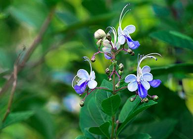 Kék pillangó virágok