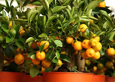 Mandarină decorativă