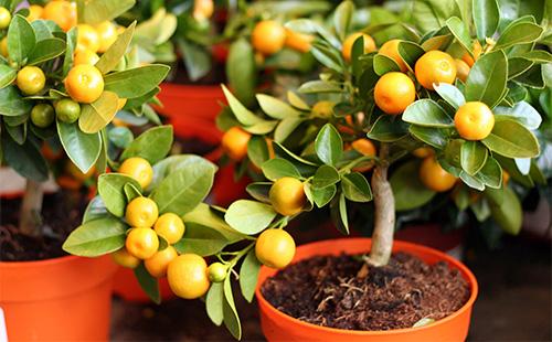 Mandarine décorative dans un pot