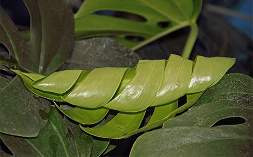 Twisted Monstera Leaves