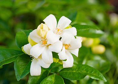 Bílá květina paniculata muraya