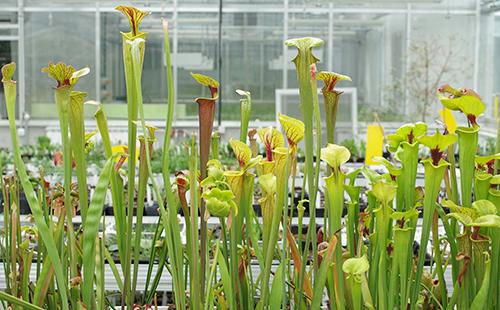 Sarracenia dilaw sa greenhouse
