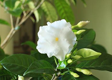 Carnation Indien En Fleur