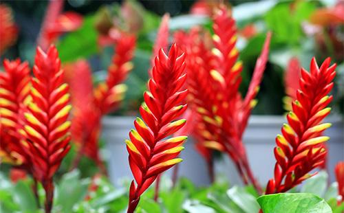 Rote Blüten von Vriesia