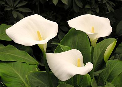 Fehér virágok Zantedesia